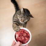 alimentos para pet, pet food